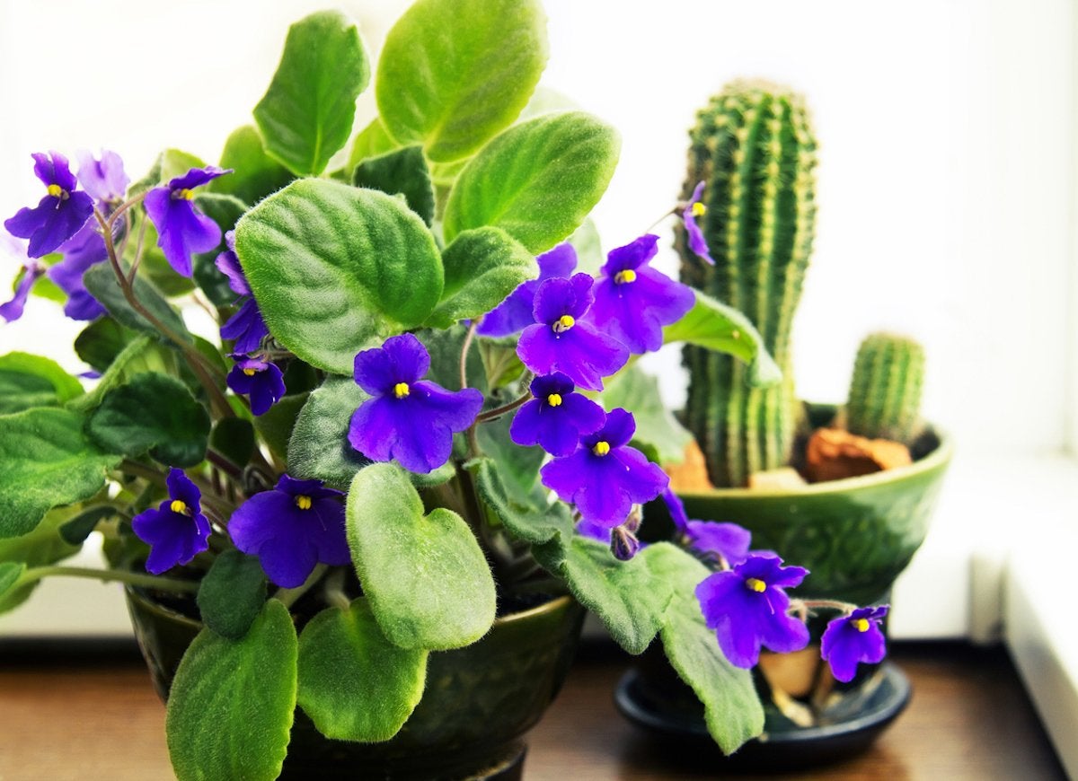 List Of The Best Flowering Plants That You Can Keep In Your House