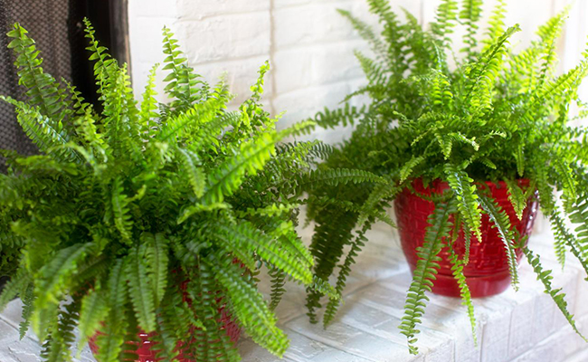 What are some of the plants that absorb humidity at home?