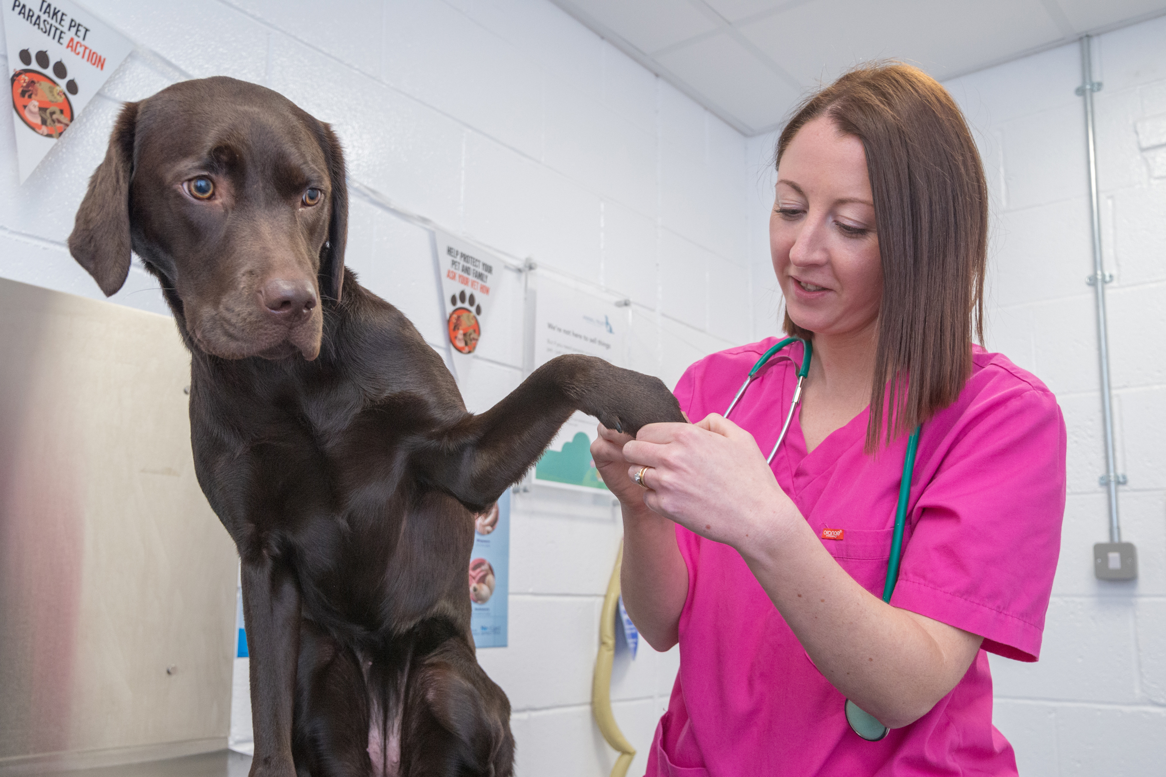 Dog Breeds That Are More Prone to Skin Allergies