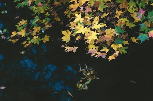 EFFECTS OF NUTRIENT FERTILITY ON PLANTS